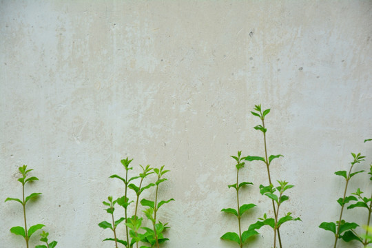 植物墙