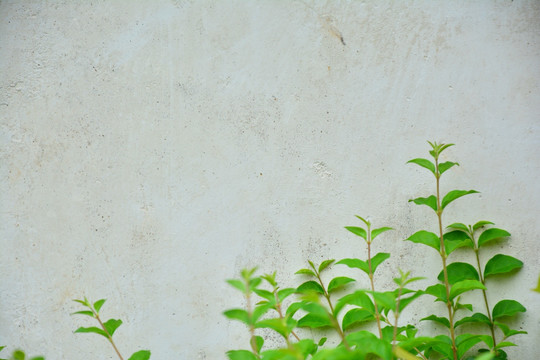 植物墙