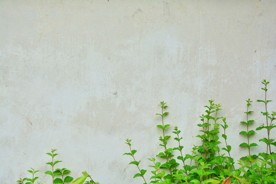 植物墙