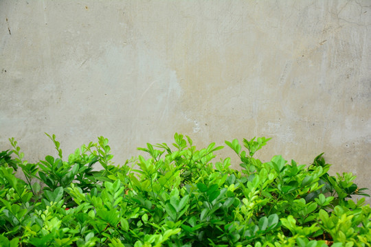 植物墙