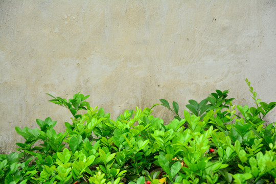植物墙