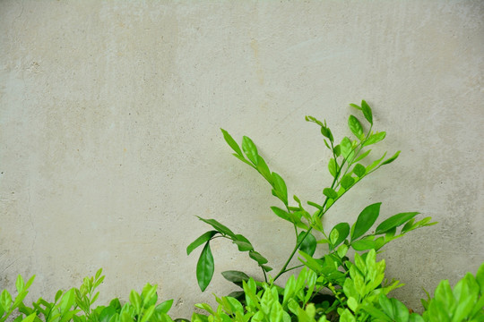 植物墙