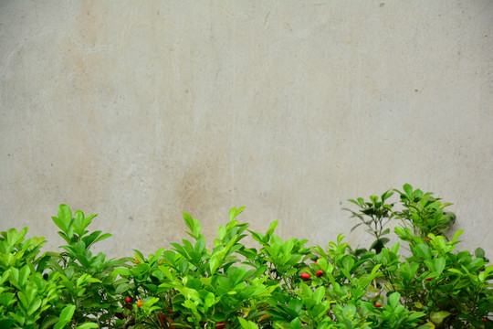 植物墙