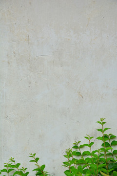 植物墙