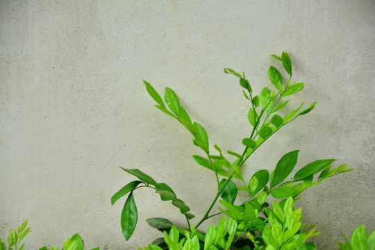 植物墙