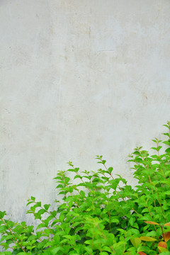 植物墙