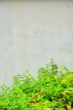 植物墙