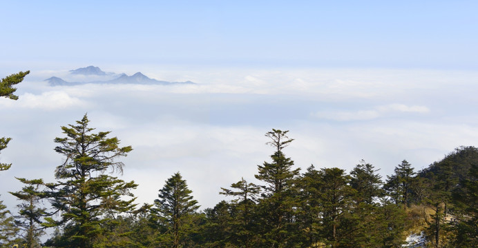 高山云海 原始森林 全景图