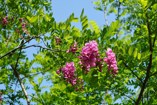 紫色槐花高清