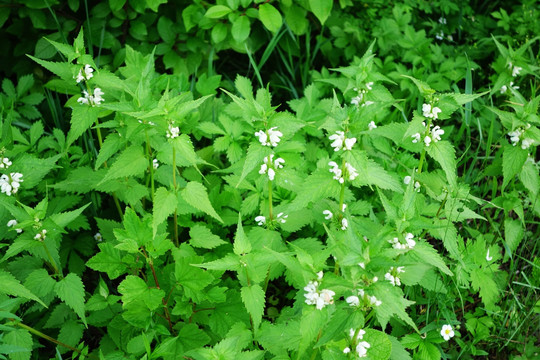 野生植物 鼬瓣花