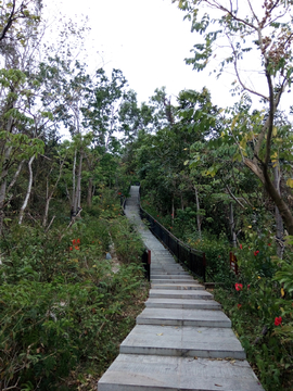 山间登山道