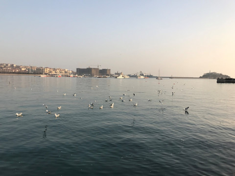 海鸥 青岛风景