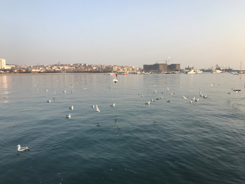 海鸥 青岛风景