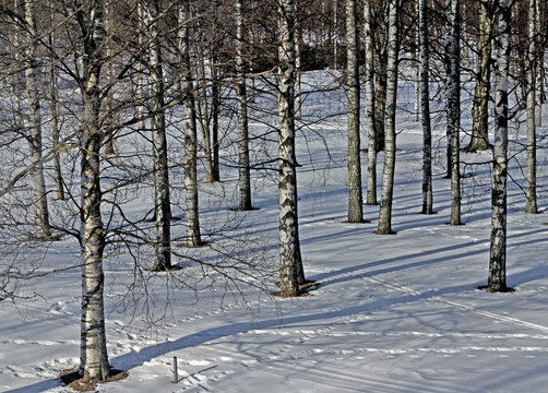 雪地森林