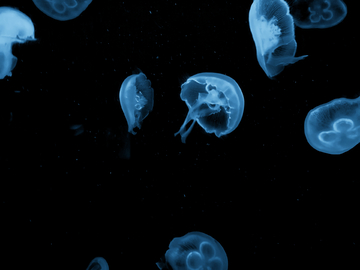 水母素材 海底世界