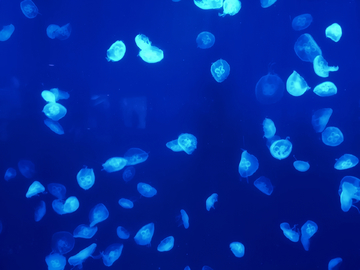 水母素材 海底世界