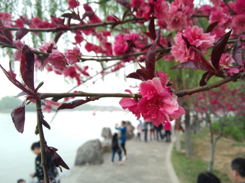 春游