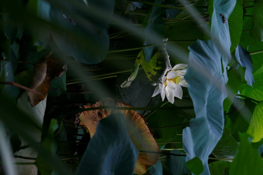 荷花