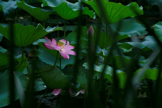 荷花