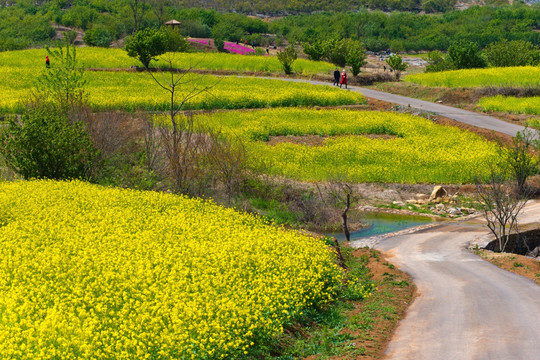 吕梁圣人窝油菜花地