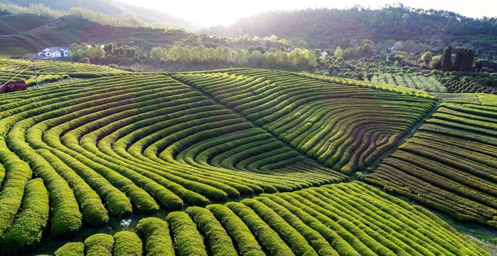 茶园风光