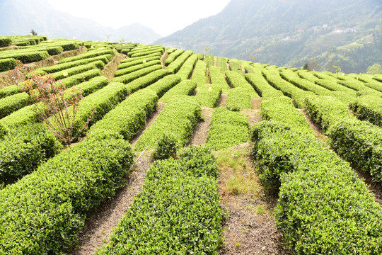 茶叶采摘