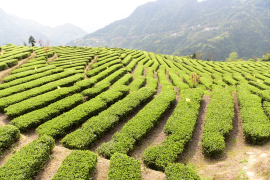茶叶种植