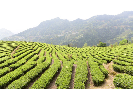 茶叶种植