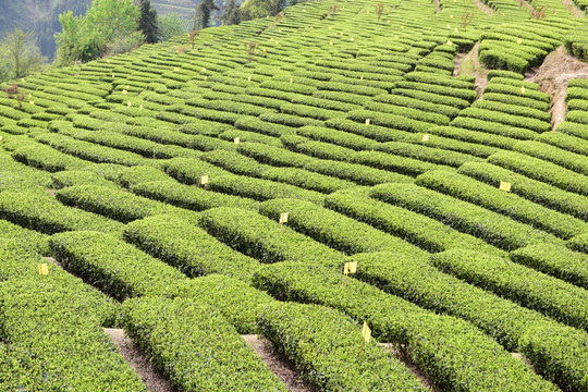 明前茶茶叶