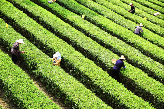 茶叶采摘