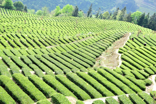 采摘茶叶