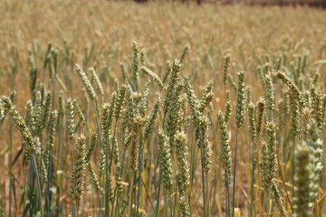 麦子 小麦 麦田 粮食 麦地