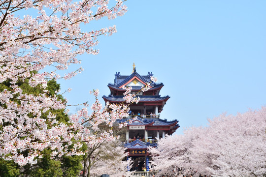 鼋头渚 樱花