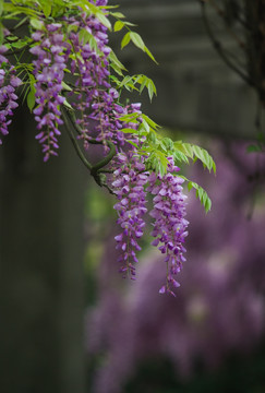 春暖花开 紫藤花