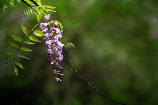 春暖花开 紫藤花