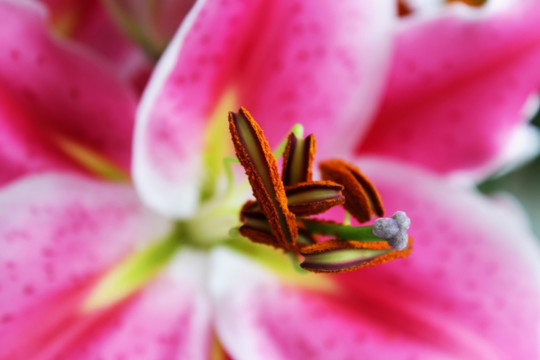 百合花