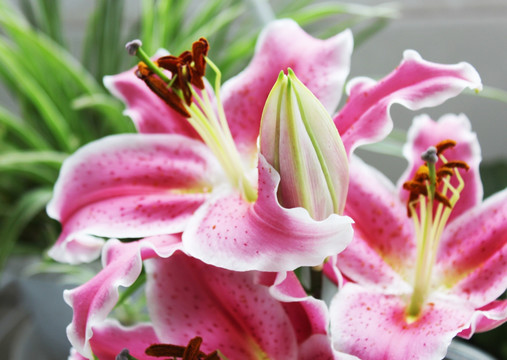 百合花