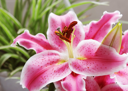 百合花