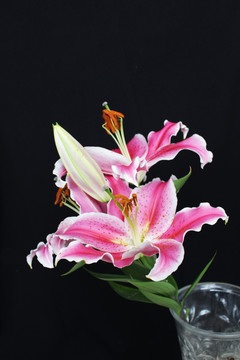 百合