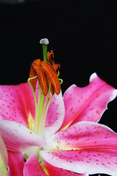 百合花