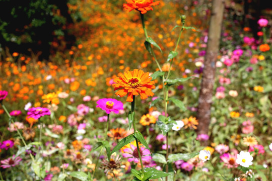 黄色百日菊特写