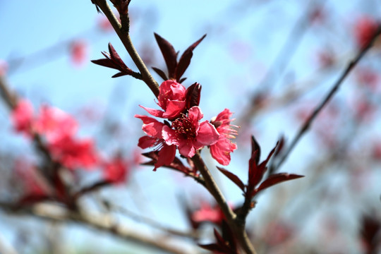 桃花枝头