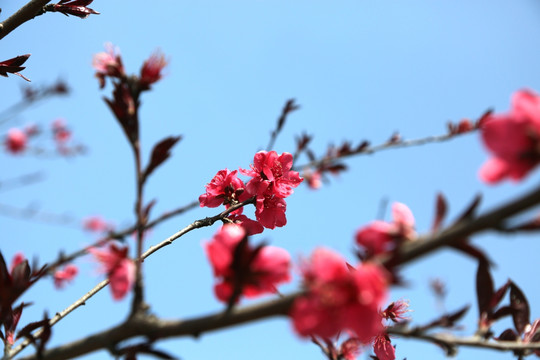 桃花特写