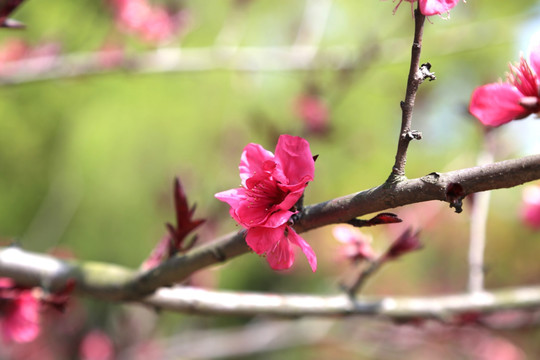 桃花压枝