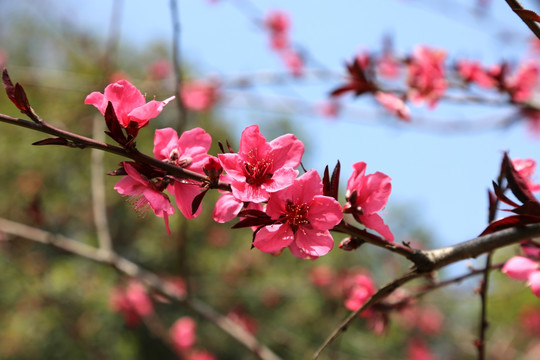 桃花一串串