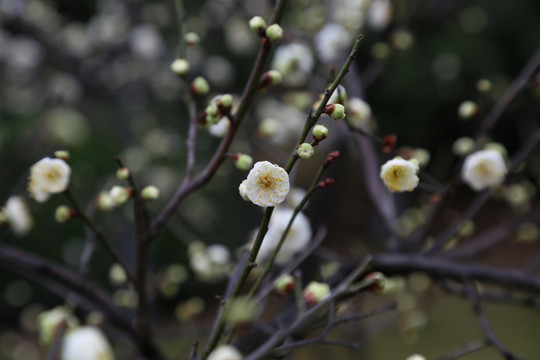 梅花花蕾