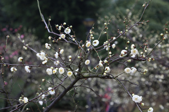 梅花株