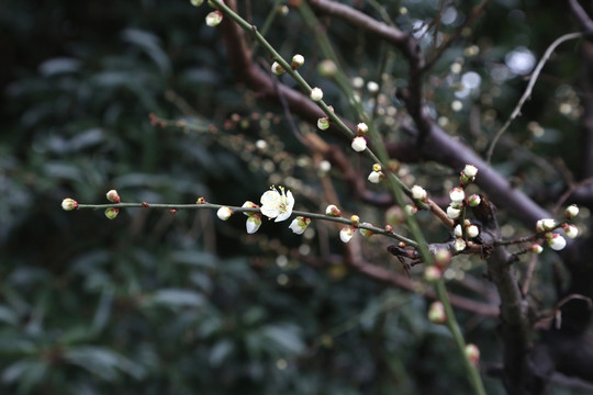 梅花盛开