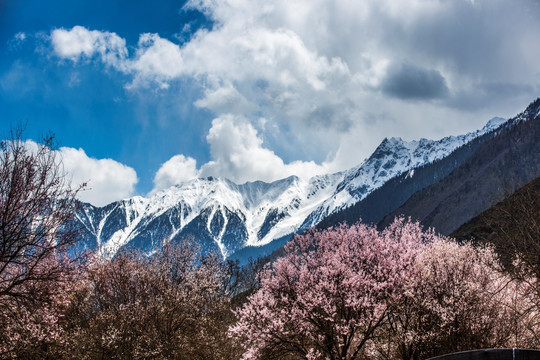 西藏林芝索松桃花