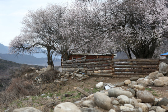 西藏林芝索松桃花